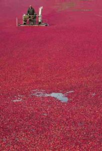 America’s Superfruit: Growing and Harvesting Cranberries in North America Image